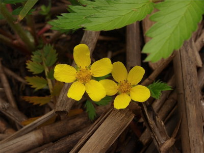 Potentilla anserina (Silverweed)