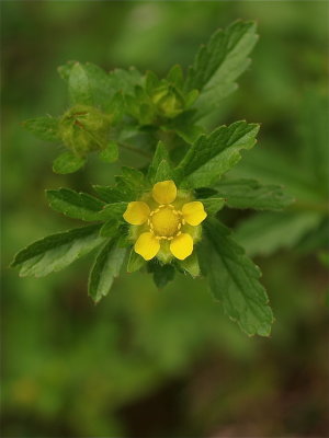 Potentilla norvegica (Rough Cinquefoil)