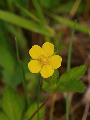 Potentilla simplex (Common Cinquefoil)
