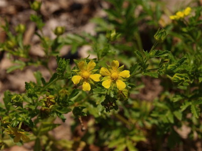 Potentilla supina (Bushy Cinquefoil)