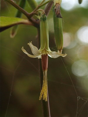 Prenanthes altissima (Tall White Lettuce)