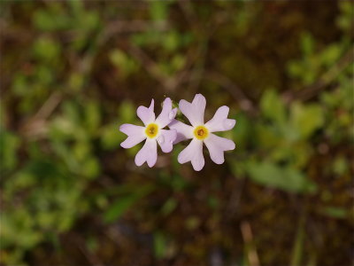 Primula mistassinica (Bird's-Eye Primrose)