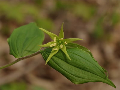 Prosartes lanuginosa (Fairy-Bells)