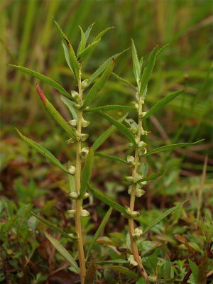 Proserpinaca palustris (Mermaid-Weed)
