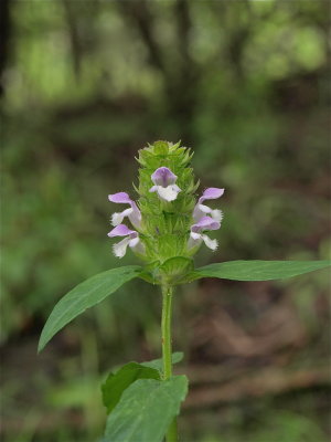 Prunella vulgaris (Heal-All)