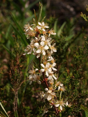 Prunus pumila (Sand Cherry)