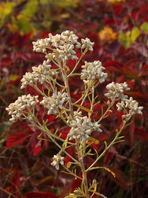 Pseudognaphalium obtusifolium (Sweet Everlasting)