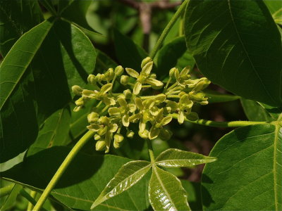 Ptelea trifoliata (Hoptree)