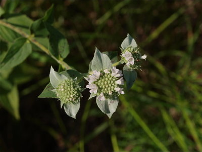 Pycnanthemum muticum (Short-Toothed Mountain-Mint)