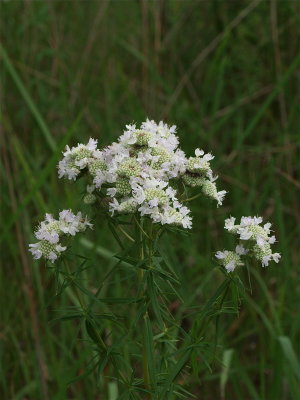 Pycnanthemum tenuifolium (Narrow-Leaved Mountain-Mint)