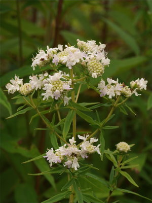 Pycnanthemum virginianum (Virginia Mountain-Mint)