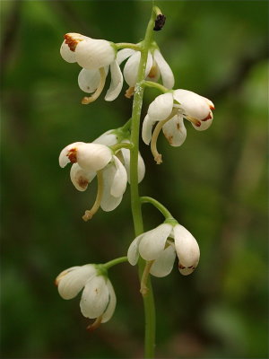Pyrola elliptica (Shinleaf)