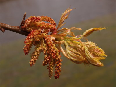 Quercus rubra (Red Oak)