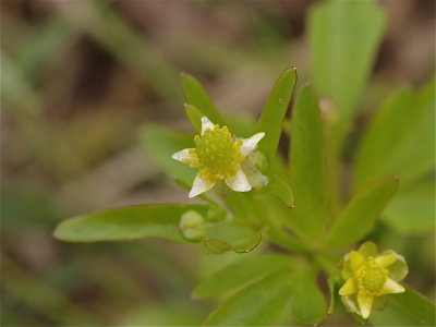Ranunculus abortivus (Kidneyleaf Buttercup)