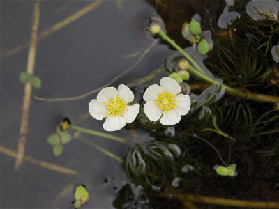 Ranunculus aquatilis (White Water-Buttercup)