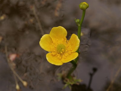 Ranunculus flabellaris (Yellow Water-Buttercup)