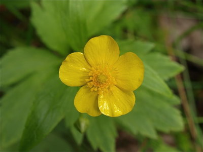 Ranunculus hispidus var. nitidus (Swamp Buttercup)