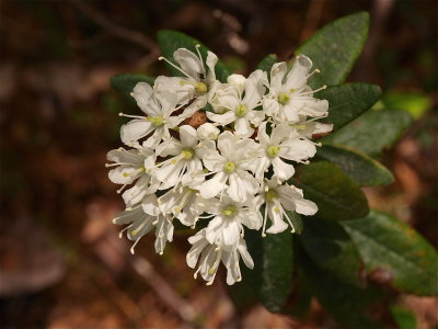 Rhododendron groenlandicum (Labrador-Tea)