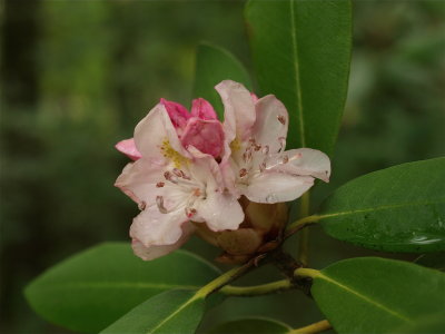 Rhododendron maximum (Great Rhododendron) - Pink Flowers