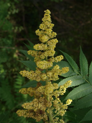 Rhus typhina (Staghorn Sumac)