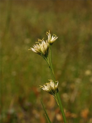 Rhynchospora alba (White Beakrush)