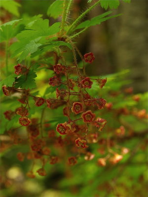 Ribes lacustre (Bristly Black Currant)