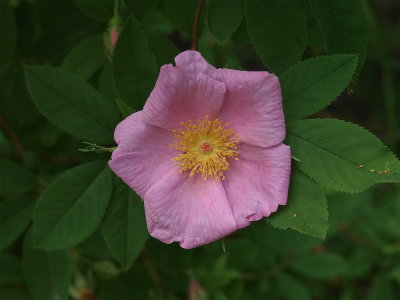 Rosa palustris (Swamp Rose) - Light Pink Flower