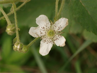 Rubus allegheniensis (Blackberry)