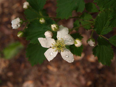 Rubus flagellaris (Prickly Dewberry)