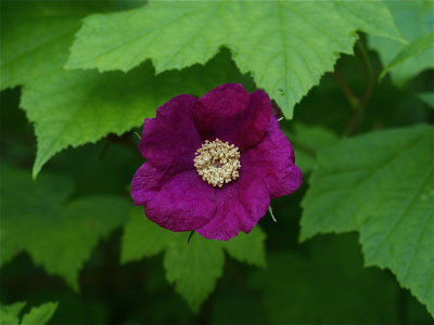 Rubus odoratus (Purple-Flowering Raspberry) - Deep Pink Flower
