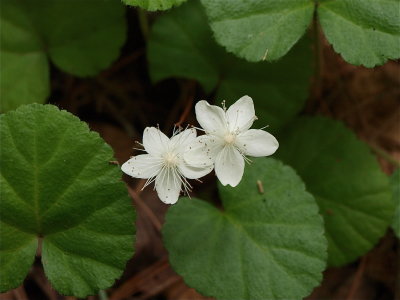 Rubus repens (Dewdrop)