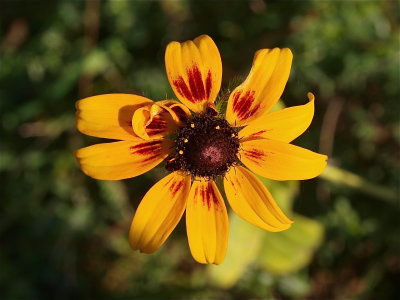 Rudbeckia hirta (Black-Eyed Susan) - Bicolored Rays