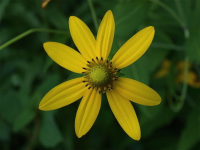 Rudbeckia laciniata (Green-Headed Coneflower)