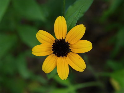 Rudbeckia triloba (Thin-Leaved Coneflower)