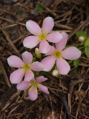 Sabatia angularis (Rose-Pink)