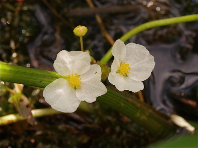 Sagittaria species (Arrowhead)