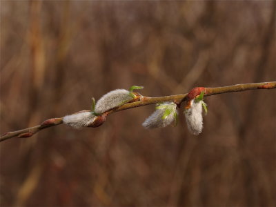 Salix species (Willow)