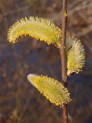 Salix species (Willow) - Male Flowers