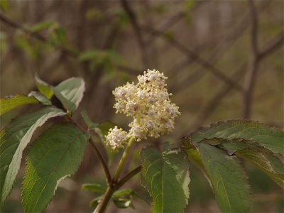 Sambucus racemosa (Red Elderberry)