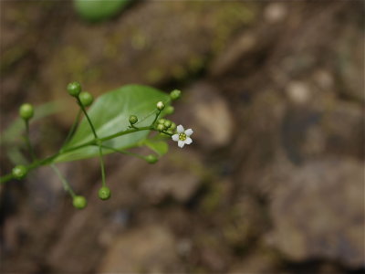 Samolus parviflorus (Pineland Pimpernel)