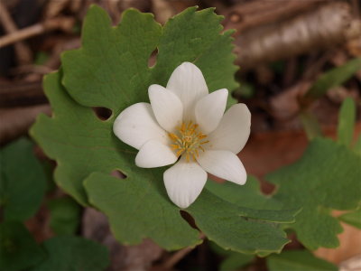 Sanguinaria canadensis (Bloodroot)