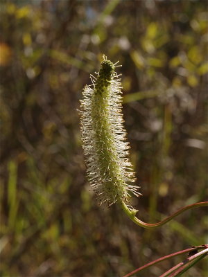 Sanguisorba canadensis (Canadian Burnet)
