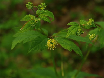 Sanicula odorata (Clustered Sanicle)