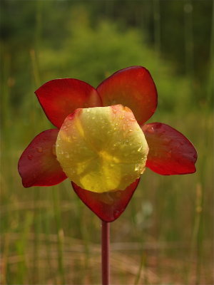 Sarracenia purpurea (Purple Pitcher-Plant) - Inside View