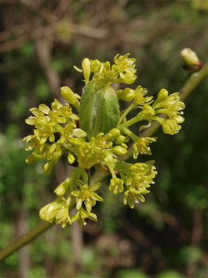 Sassafras albidum (Sassafras)