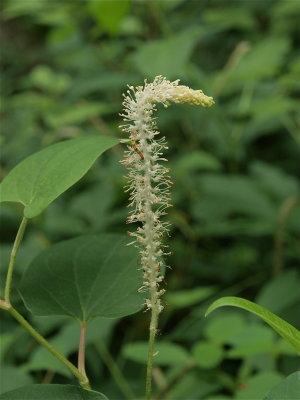Saururus cernuus (Lizard's-Tail)