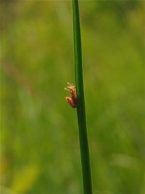 Schoenoplectus pungens (Three-Square)