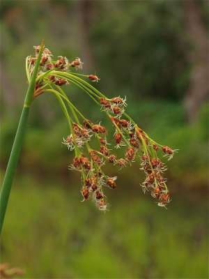 Schoenoplectus tabernaemontani (Soft-Stemmed Bulrush)