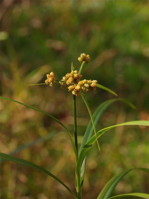 Scirpus polyphyllus (Leafy Bulrush)