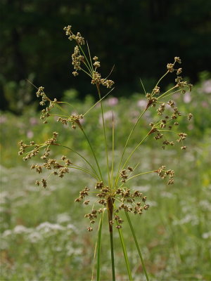 Scirpus cyperinus (Wool Sedge)